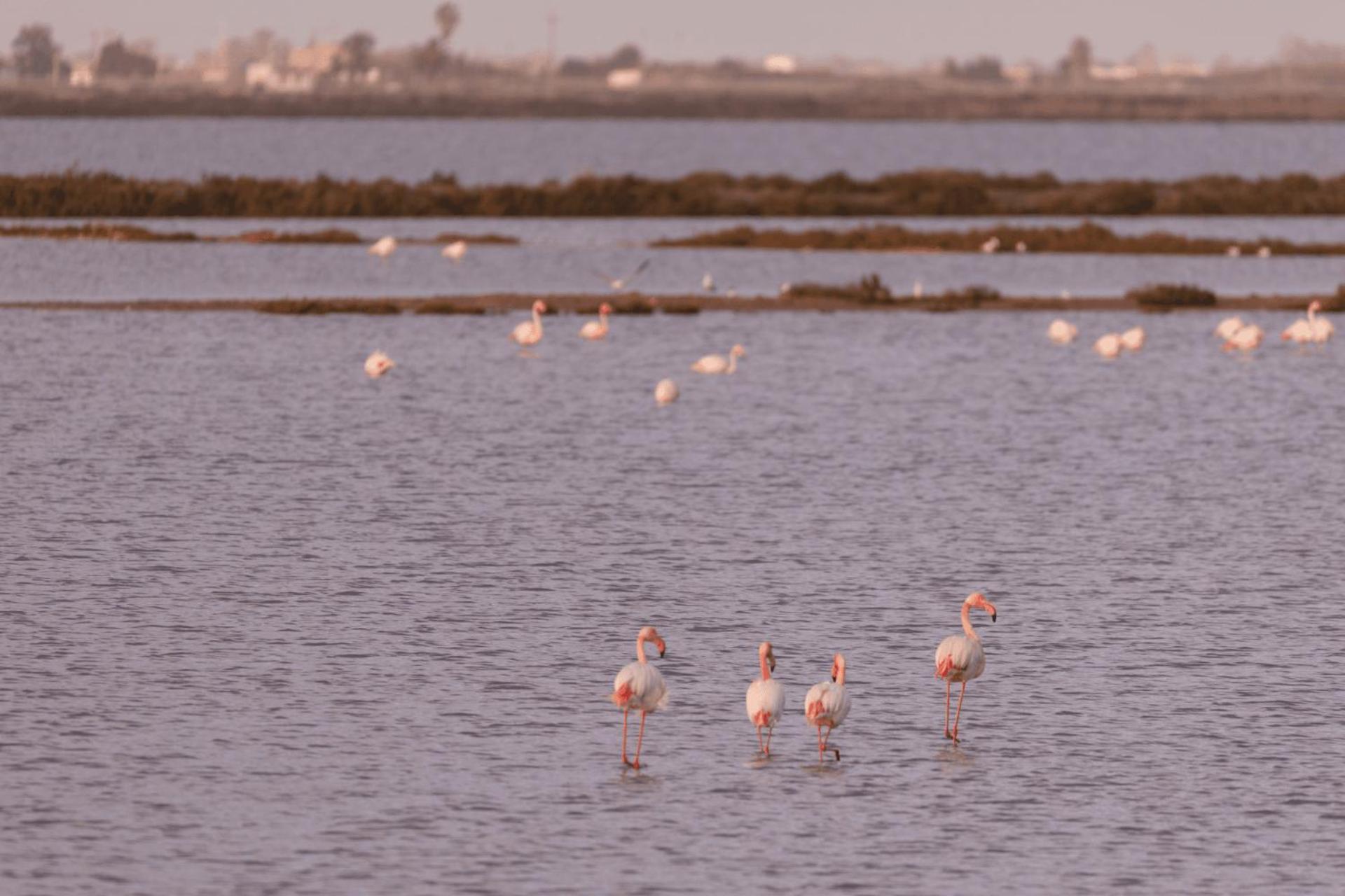 Kampaoh Delta Del Ebro Ξενοδοχείο El Poble Nou del Delta Εξωτερικό φωτογραφία
